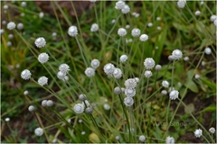 Eriocaulon robustobrownianum